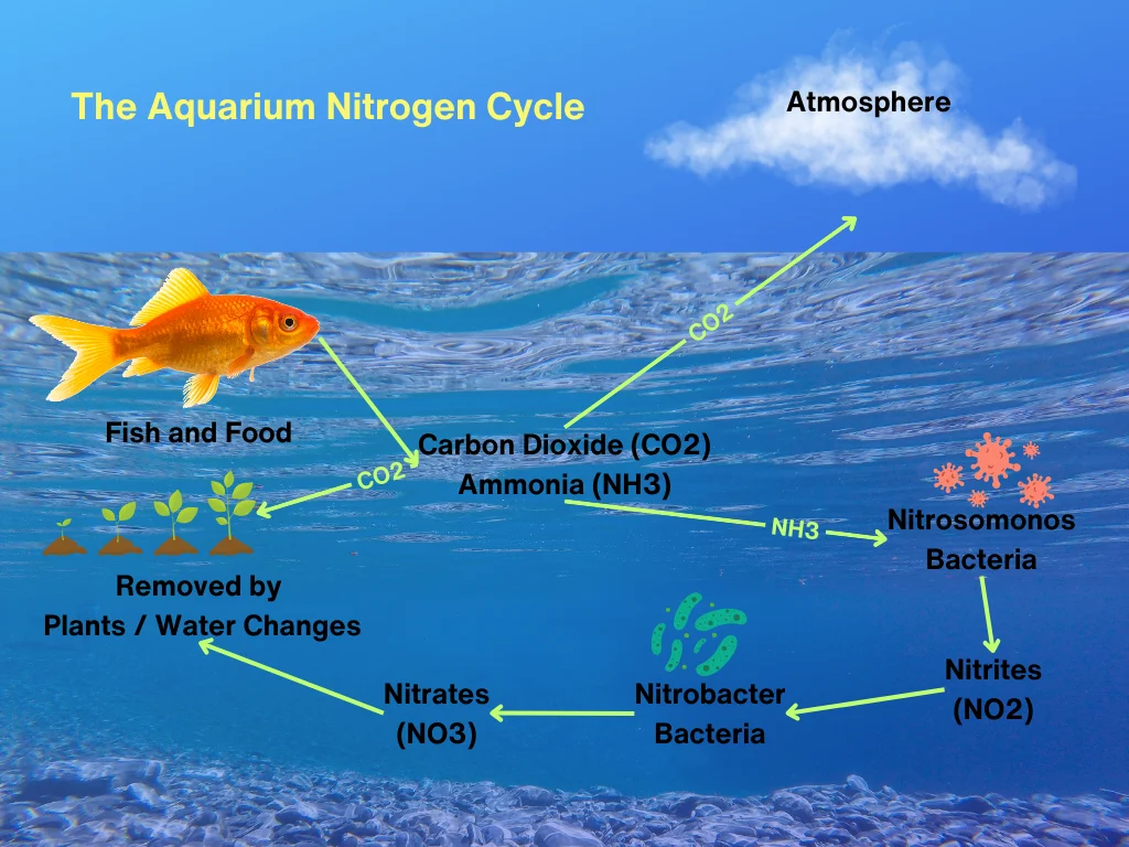 The Aquarium Nitrogen Cycle