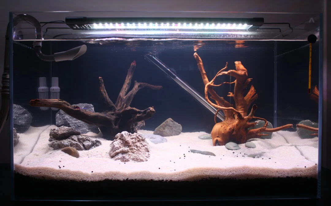 Beginning My Aquascaping Journey: Lessons from the Dark Start Method