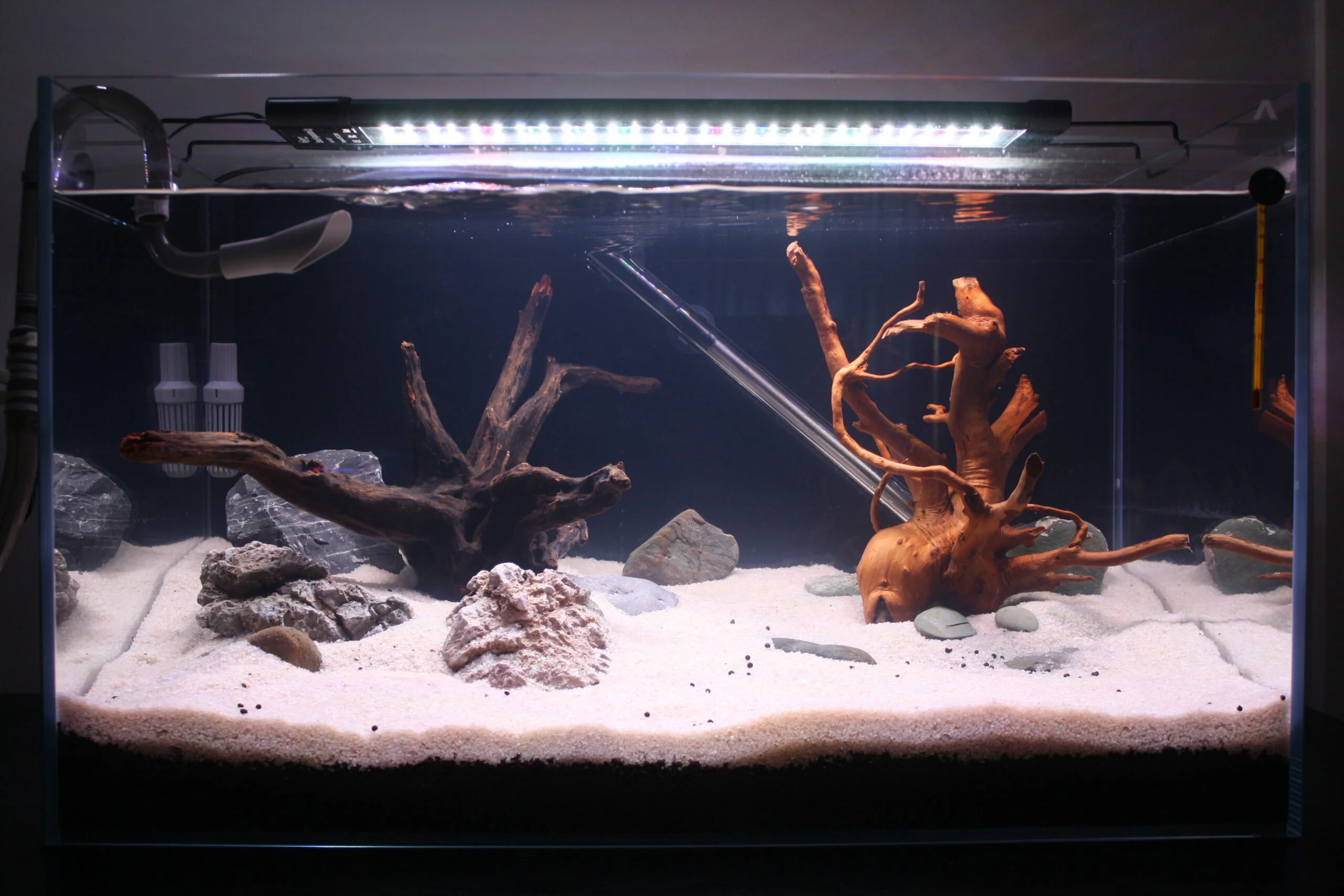 My Aquascaping Journey: Lessons from the Dark Start Method
